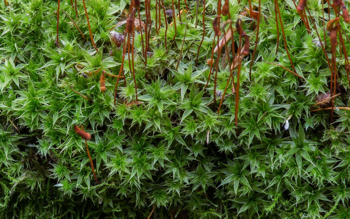 Image of genus Bryum specimen.