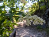 Ligustrum vulgare. Верхушка цветущей веточки с насекомым. Крым, Южный берег, окр. с. Соколиного, Большой Каньон Крыма, дол. р. Коккозка, смешанный лес; возле мостика через овраг. 31.05.2024.