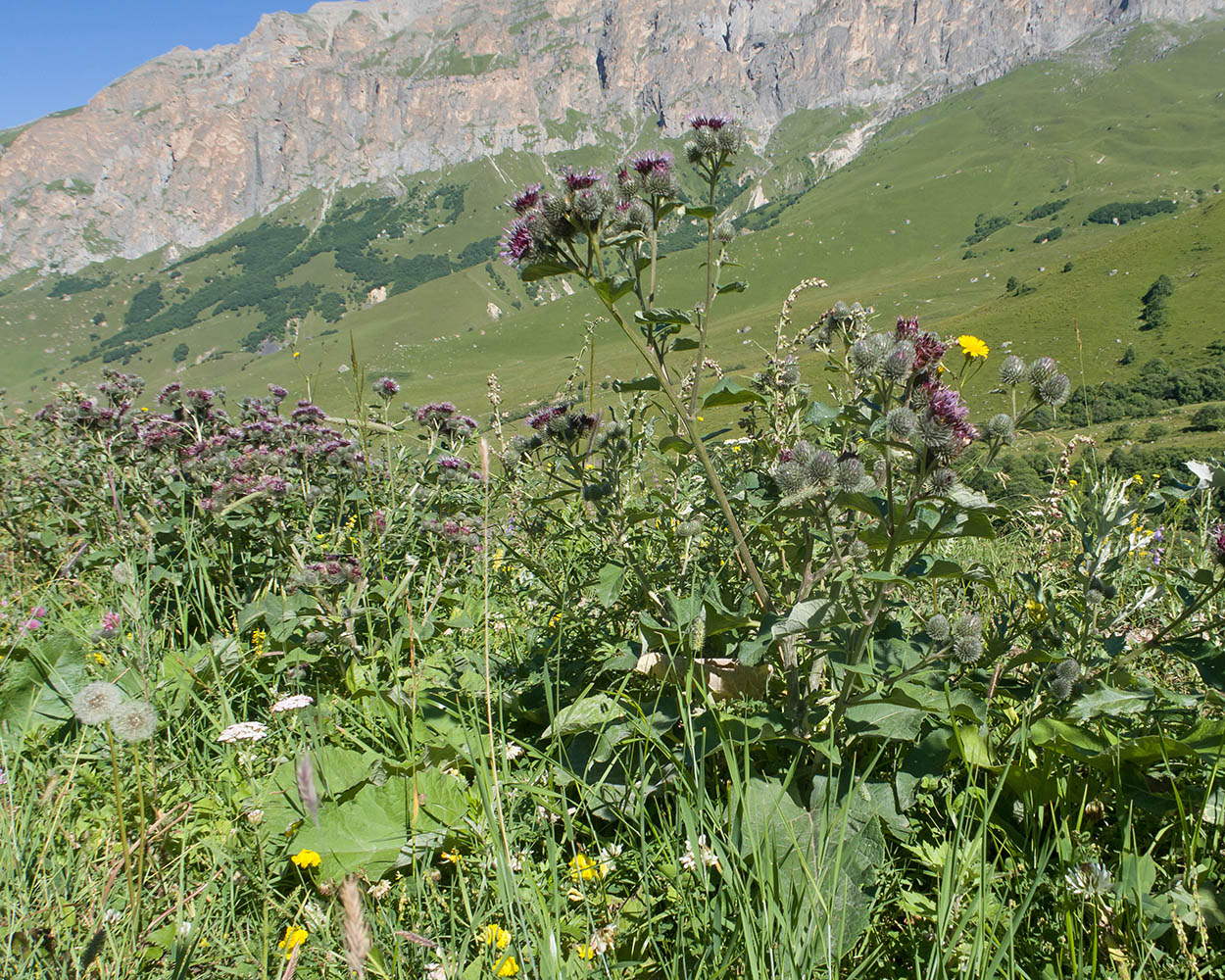 Изображение особи Arctium tomentosum.