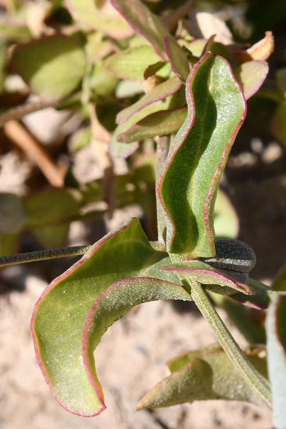 Image of Atriplex aucheri specimen.