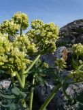 Megacarpaea orbiculata. Соцветие. Казахстан, Туркестанская обл., Байдибекский р-н, предгорья хр. Сырдарьинский Каратау, ур. Ак-Мечеть, на каменисто-глинистом склоне. 29 марта 2025 г.