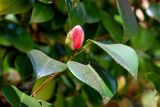 View full-size image Camellia japonica
