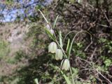 Смотреть изображение Fritillaria olgae