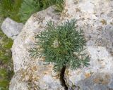 View full-size image Seseli petraeum