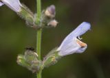View full-size image Salvia fruticosa
