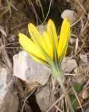 View full-size image Tragopogon filifolius