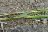 View full-size image genus Phleum