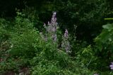 View full-size image Salvia sclarea