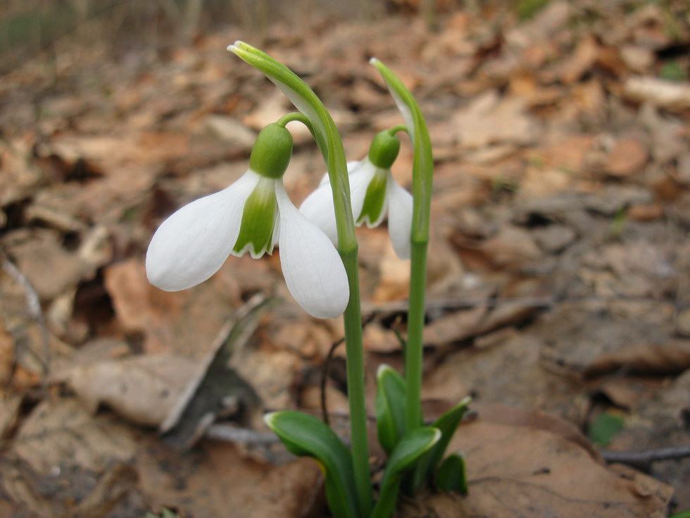 Image of Galanthus plicatus specimen.