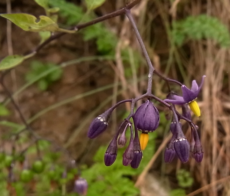 Изображение особи Solanum dulcamara.