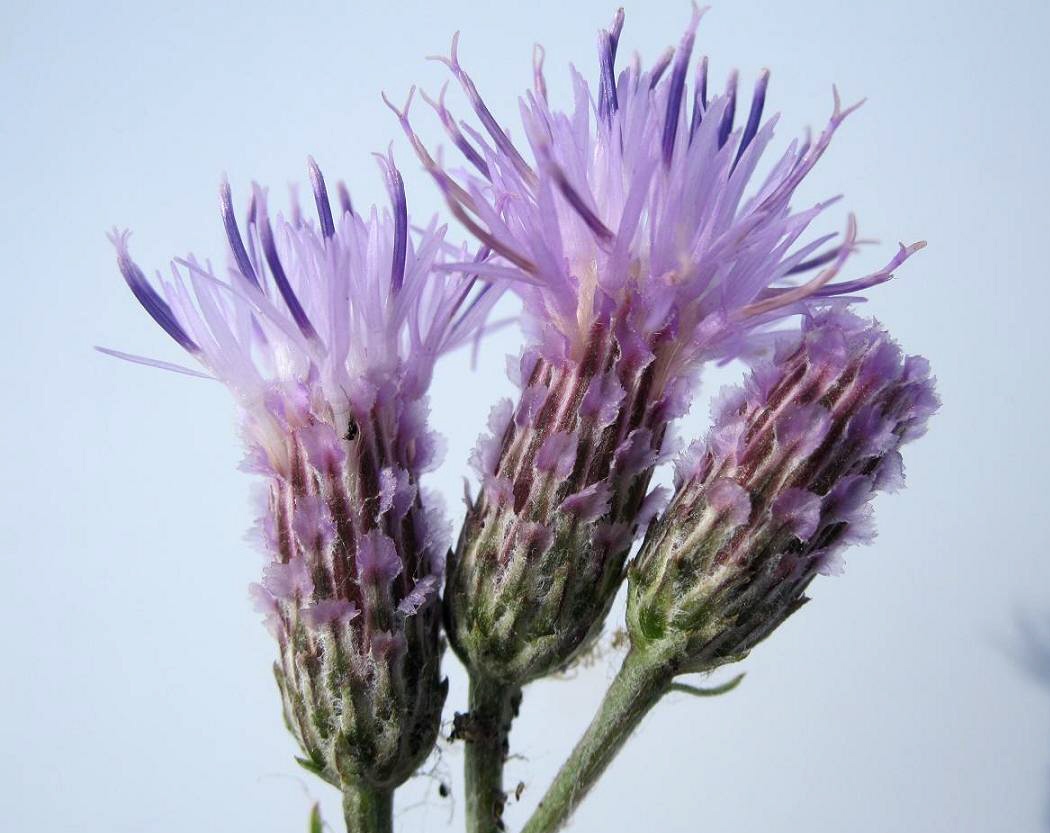 Image of Saussurea amara specimen.