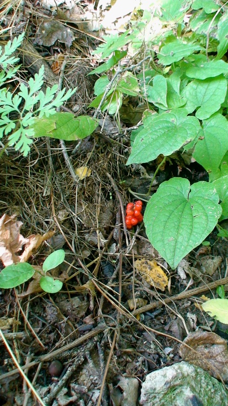 Image of Arum maculatum specimen.