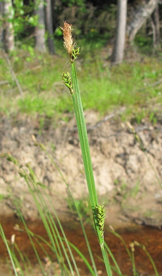 Изображение особи род Carex.