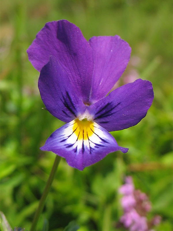 Изображение особи Viola declinata.