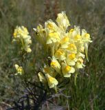 Linaria vulgaris