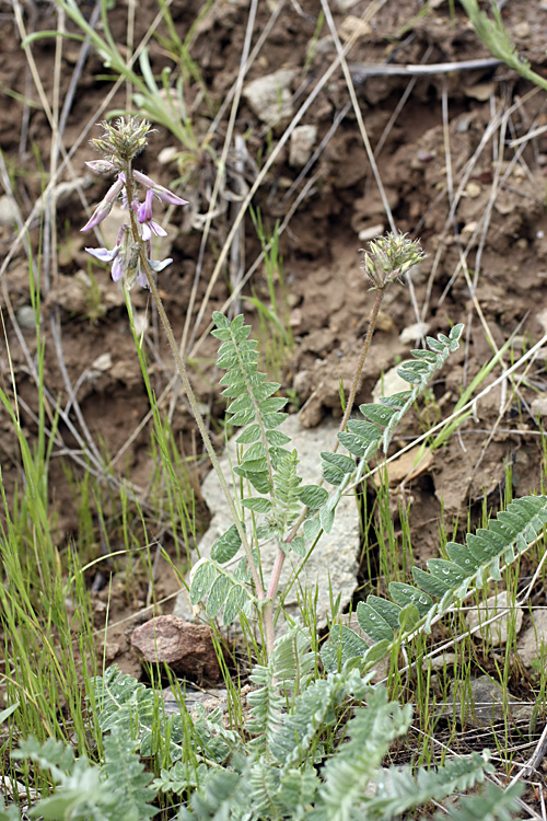 Изображение особи Oxytropis baldshuanica.