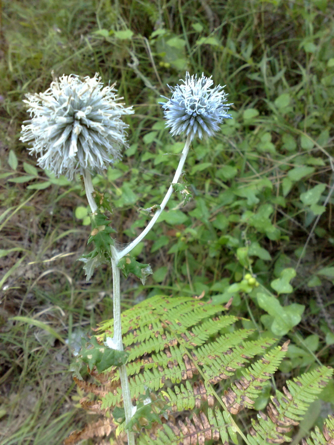 Image of Echinops galaticus specimen.