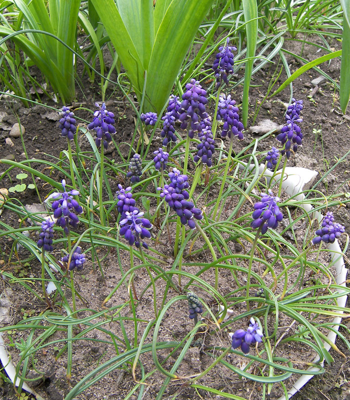 Image of Muscari grossheimii specimen.