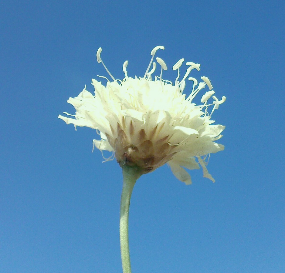 Изображение особи Cephalaria uralensis.