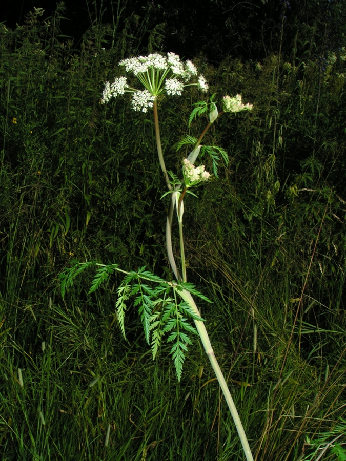 Image of Conioselinum tataricum specimen.