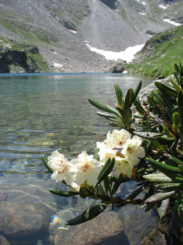 Изображение особи Rhododendron caucasicum.