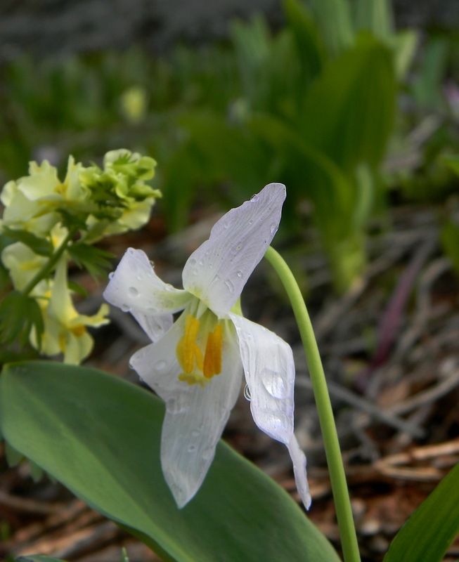 Изображение особи Erythronium sibiricum.