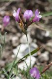 Astragalus subuliformis