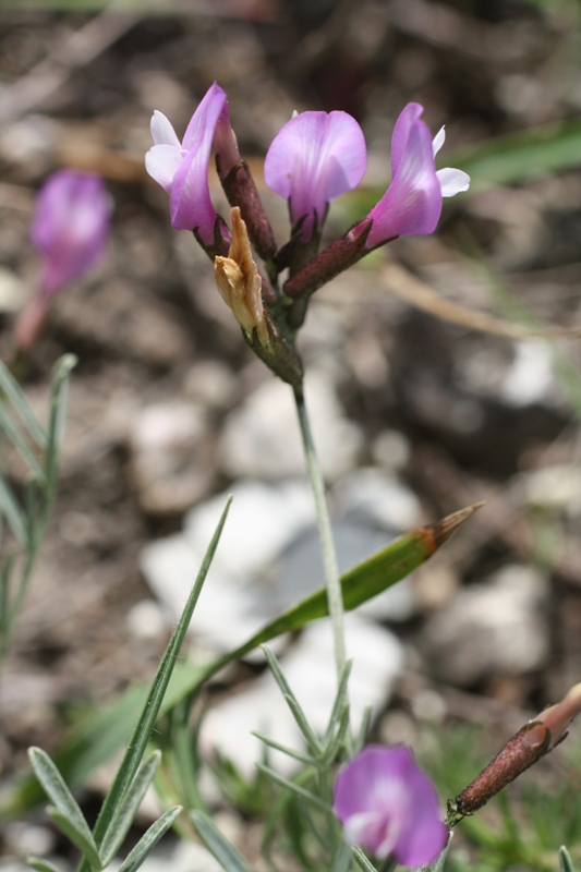 Image of Astragalus subuliformis specimen.