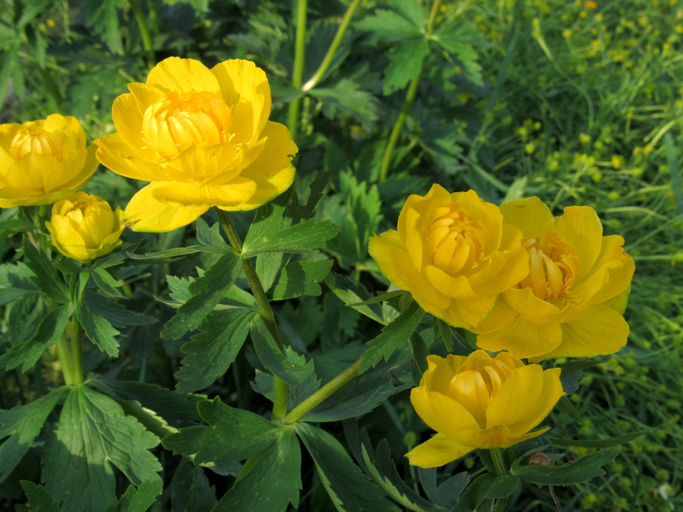 Изображение особи Trollius asiaticus.