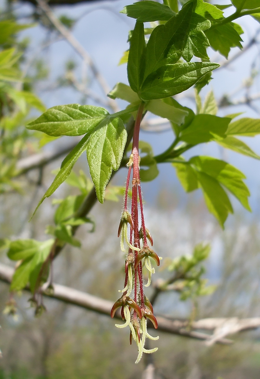 Image of Acer negundo specimen.