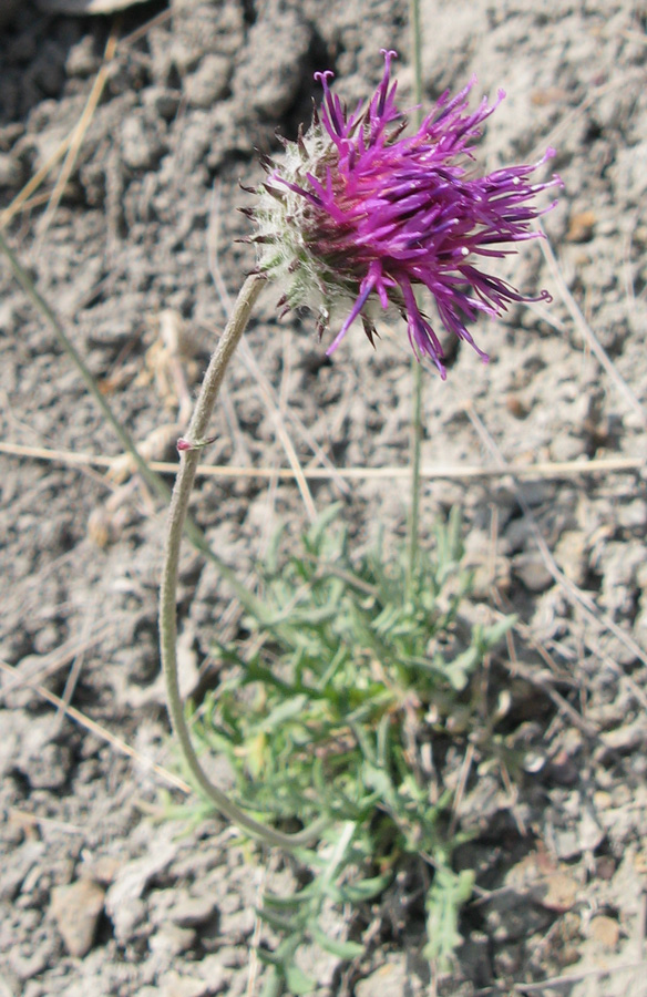 Image of Jurinea roegneri specimen.