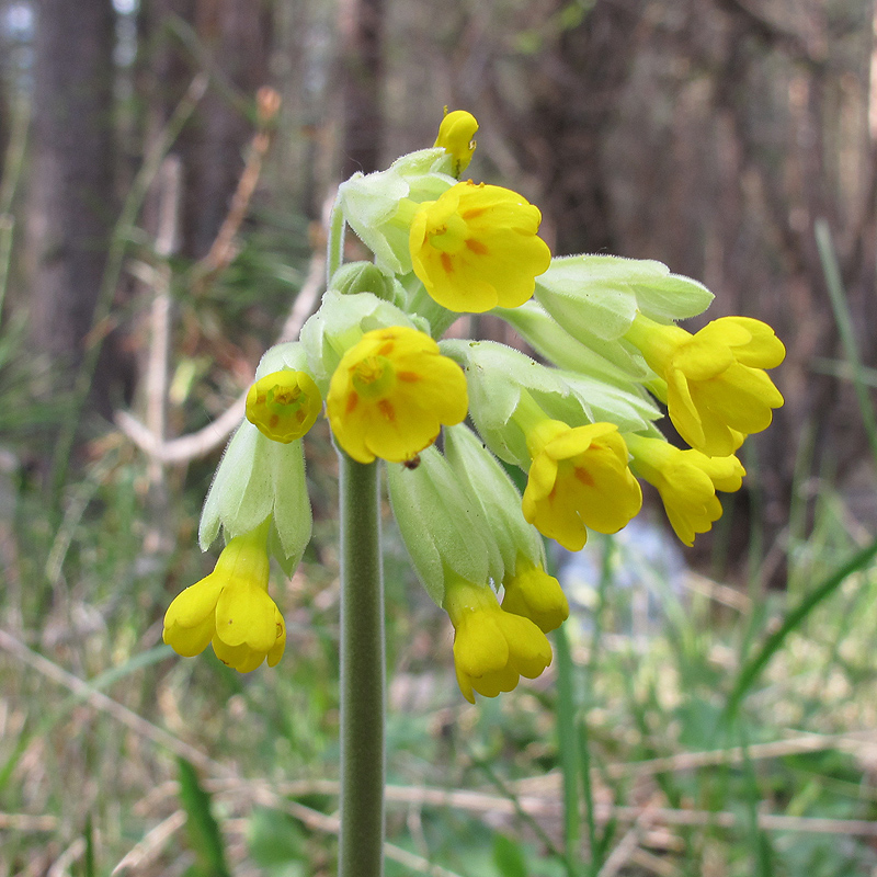 Image of Primula macrocalyx specimen.