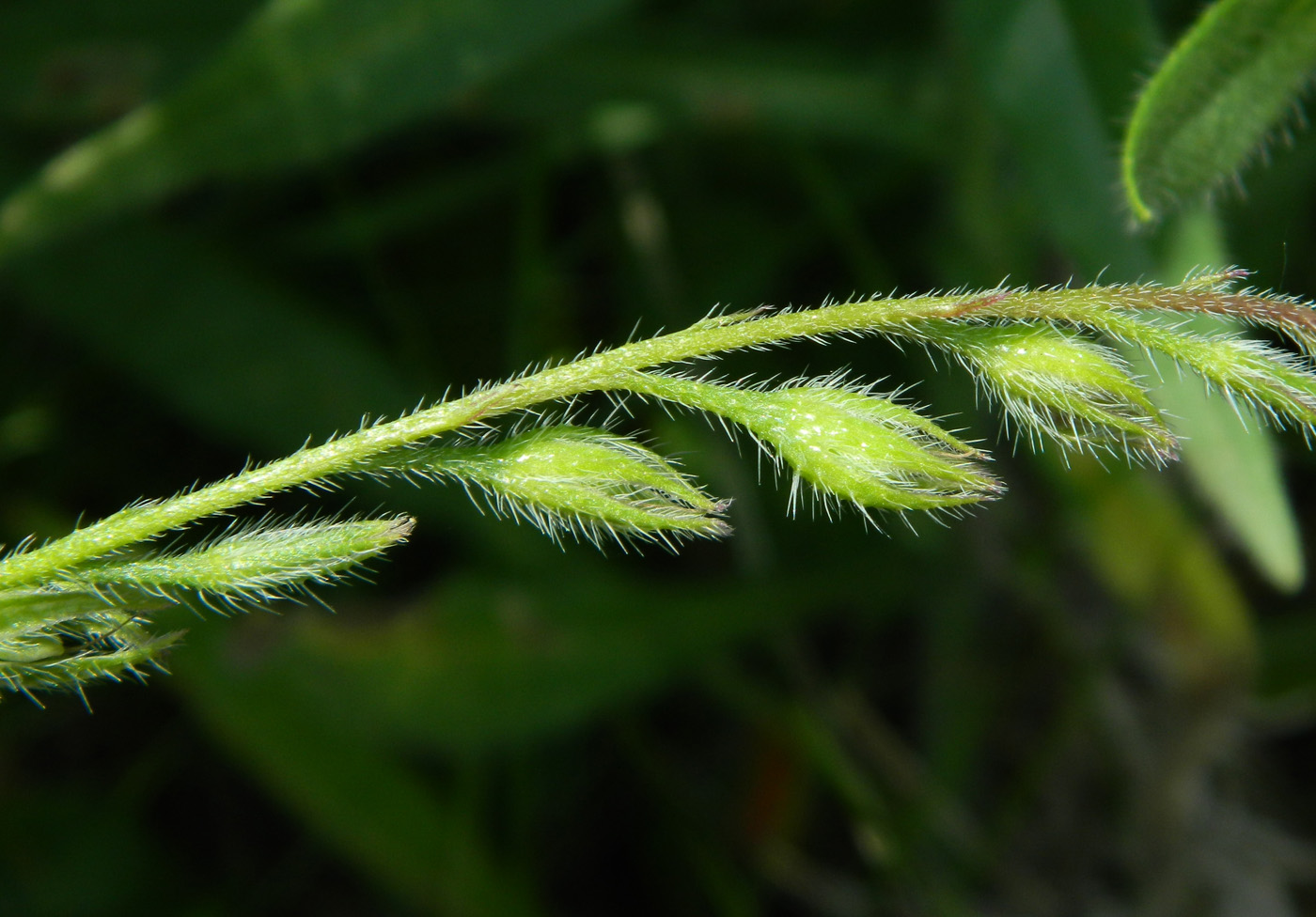 Image of Anchusa azurea specimen.