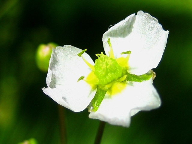 Image of Alisma plantago-aquatica specimen.