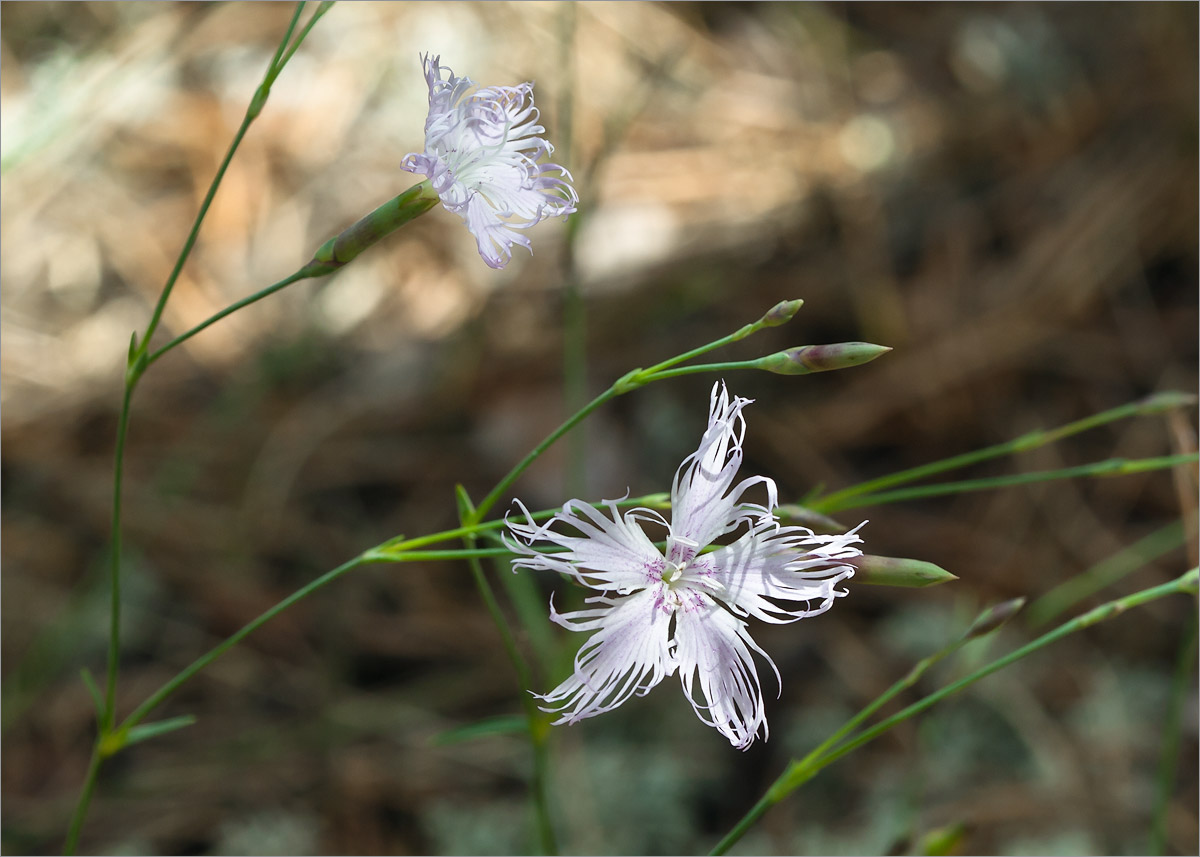 Изображение особи Dianthus borussicus.