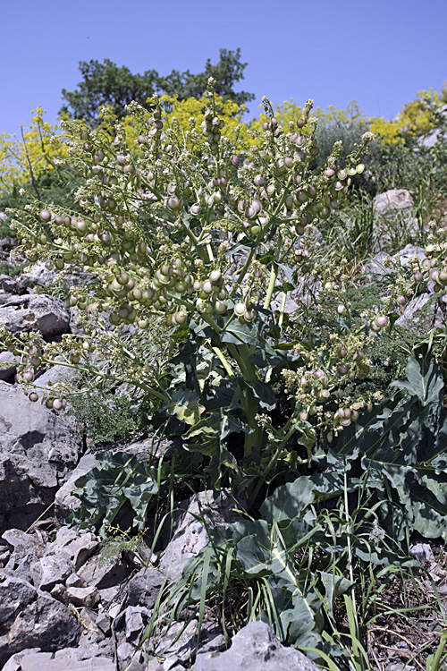 Image of Megacarpaea orbiculata specimen.