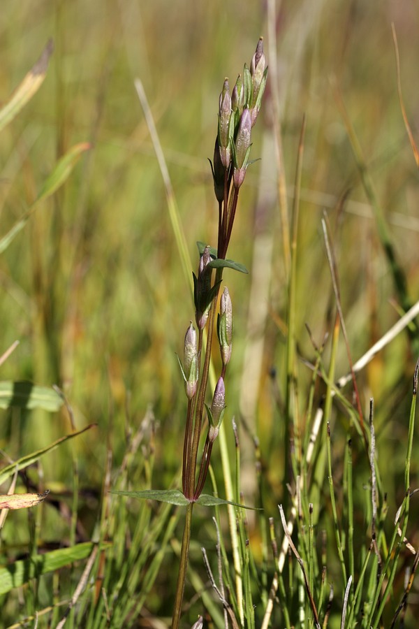 Image of Gentianella amarella specimen.