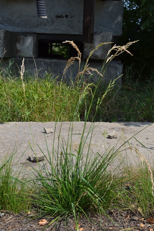 Image of Festuca arundinacea specimen.