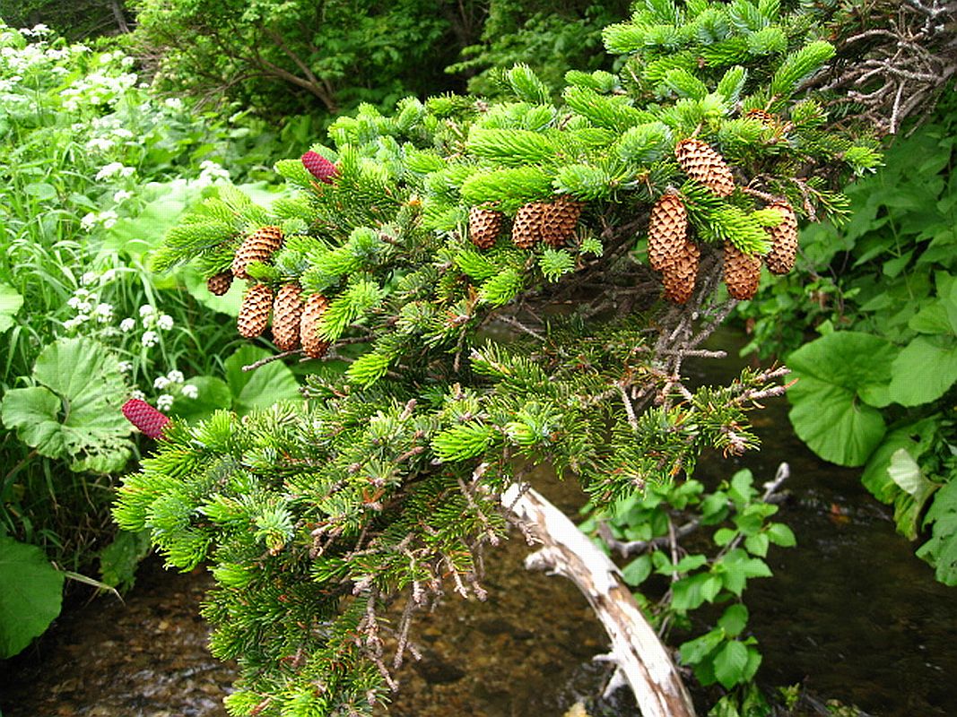 Image of Picea ajanensis specimen.