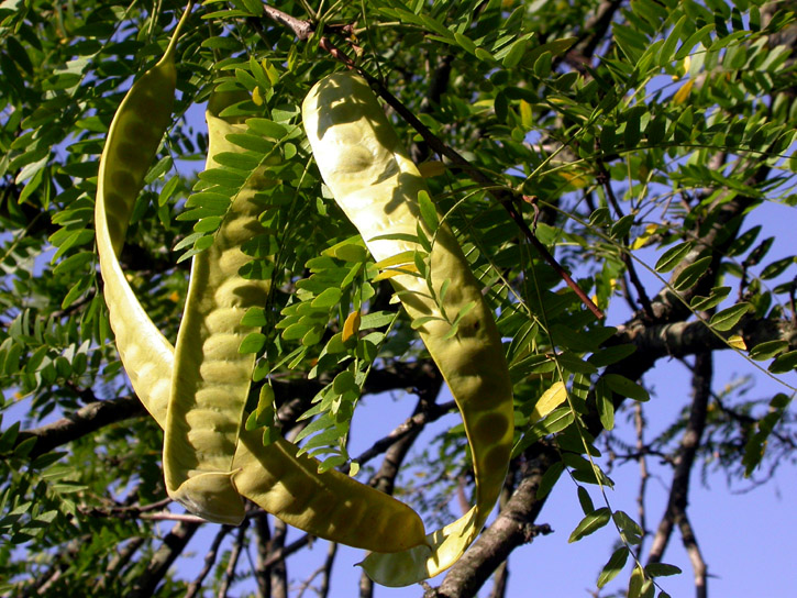 Image of Gleditsia triacanthos specimen.