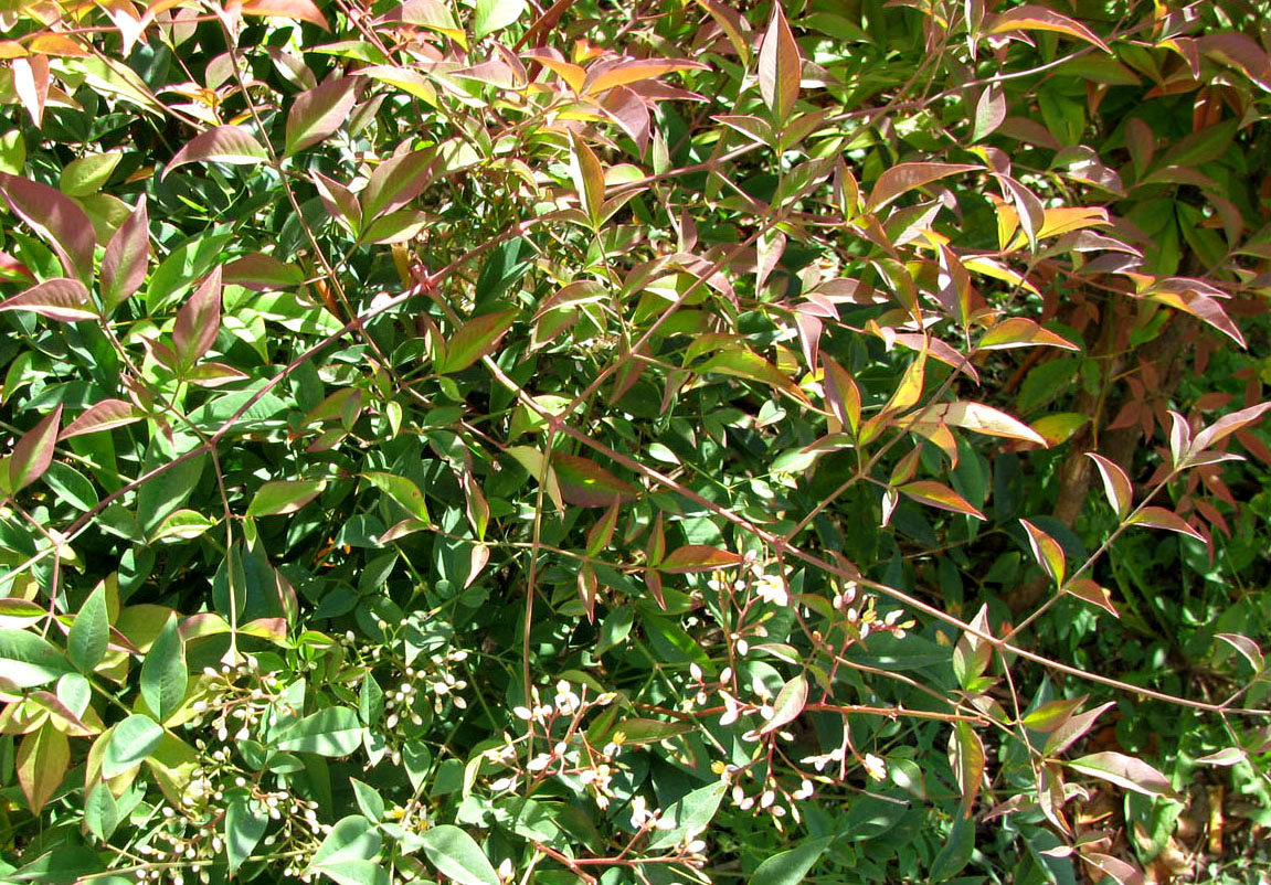 Image of Nandina domestica specimen.