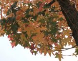 Liquidambar styraciflua. Листья, принимающие осенюю окраску. Германия, г. Кемпен, в озеленении улицы. 26.10.2012.