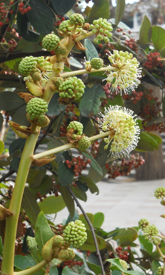 Image of Fatsia japonica specimen.