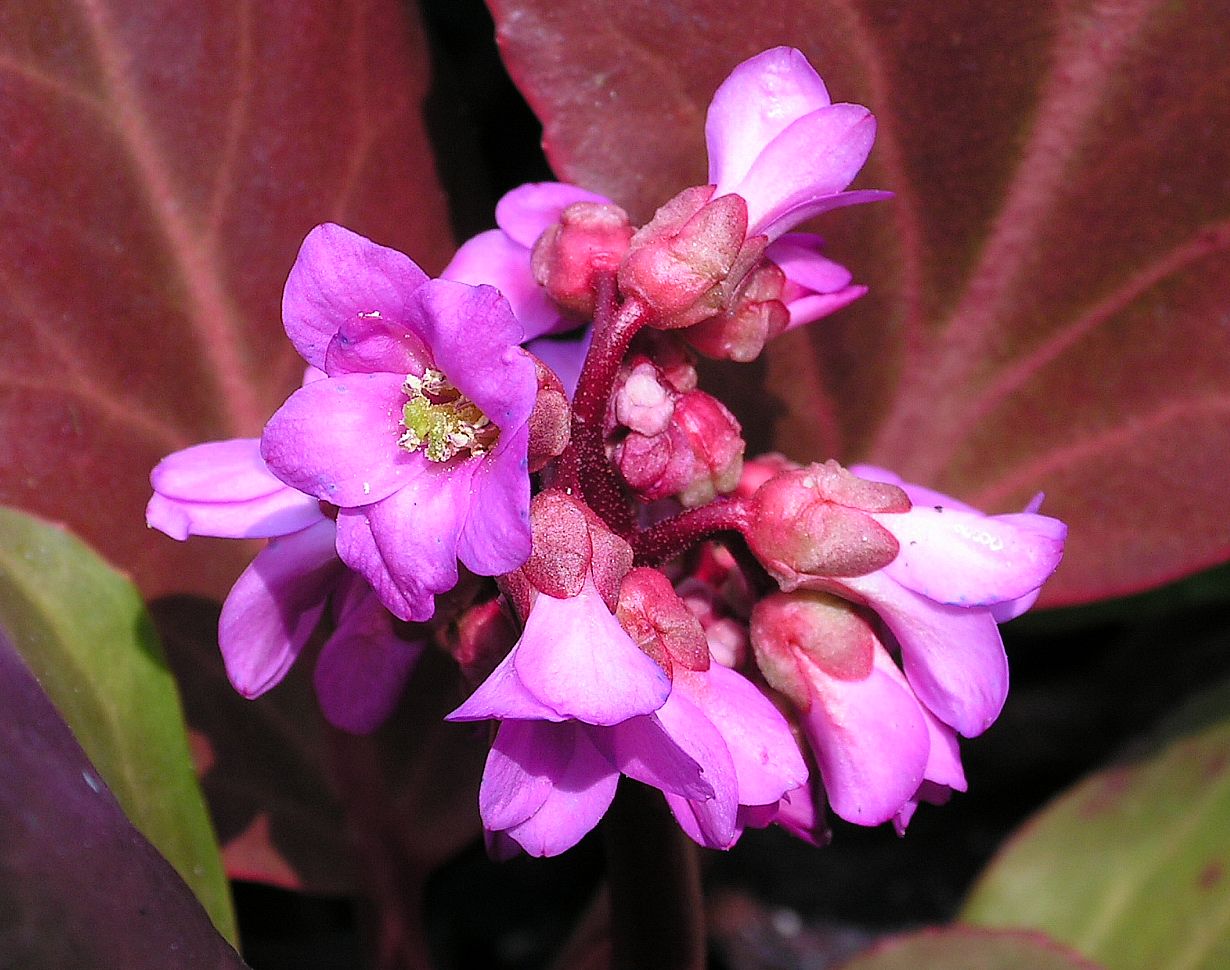 Изображение особи Bergenia pacifica.