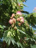 Albizia julibrissin. Соцветия и незрелые плоды. Узбекистан, Самаркандская обл., архитектурный комплекс Имама Аль-Бухари. 30.07.2012.