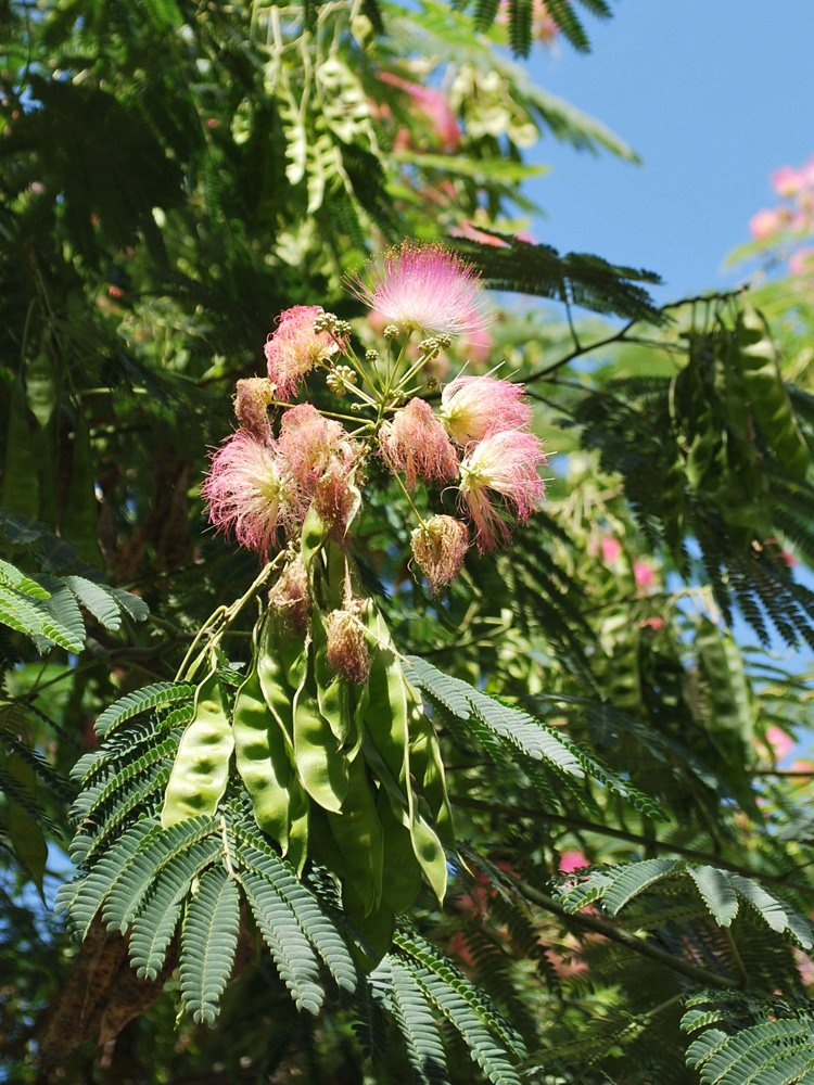 Image of Albizia julibrissin specimen.