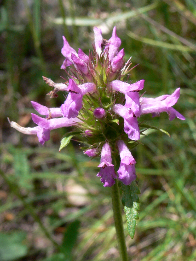 Image of Betonica officinalis specimen.