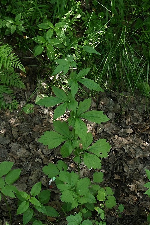 Image of Geum urbanum specimen.