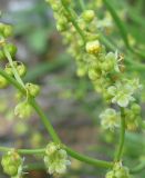 Rumex acetoselloides