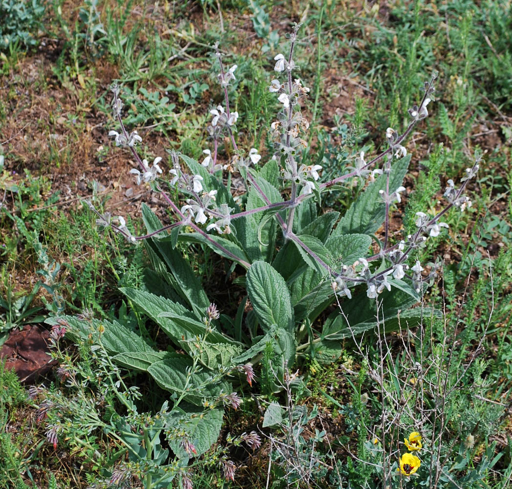 Image of Phlomoides impressa specimen.